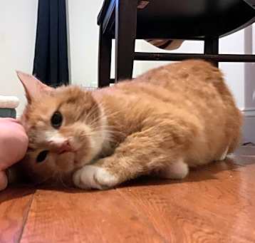 Photo of Oliver