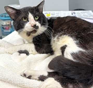 Photo of Skunky