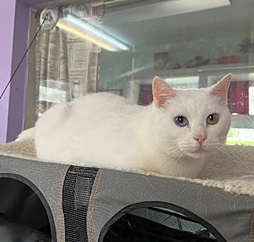 Photo of Marshmallow