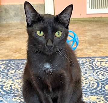 Photo of Toothless