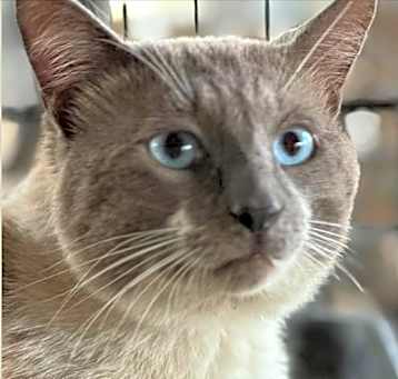 Photo of Romeo