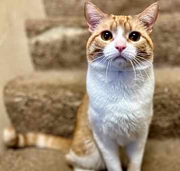 Photo of Tator tot
