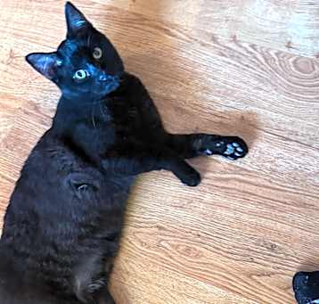 Photo of Speedy