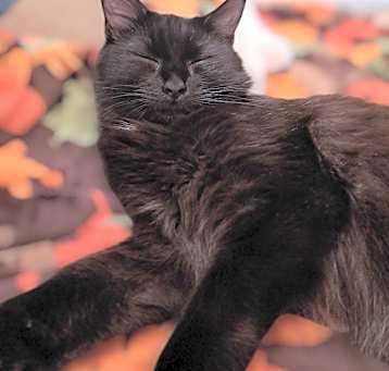 Photo of Biscuits