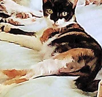 Photo of Apple 'Mama' Applegate: Not At shelter (Pat)