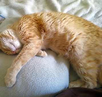Photo of Chico