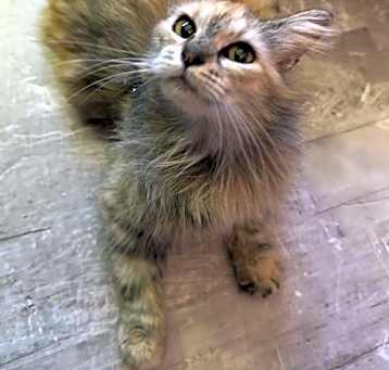 Photo of Farrah Fawcett ( MC)