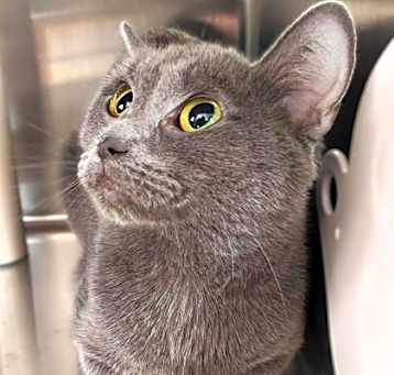Photo of Khaleesi