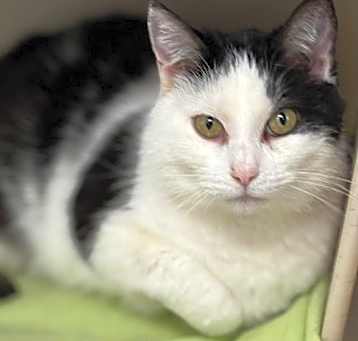 Photo of Jinx