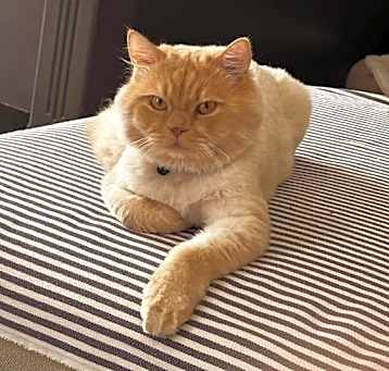 Photo of Whisky