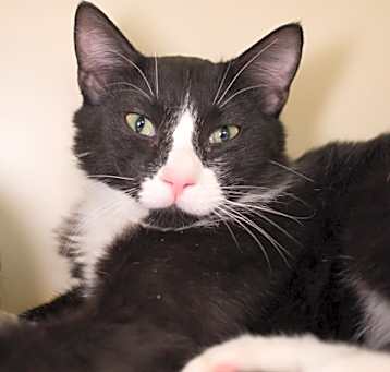 Photo of Inky (bonded with Crouton)