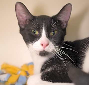 Photo of Crouton (bonded with Inky)