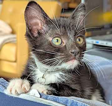 Photo of Milo