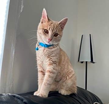Photo of Waffles