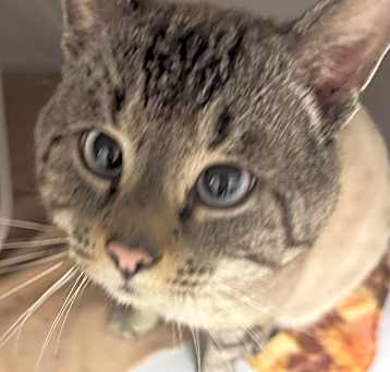 Photo of Atlas