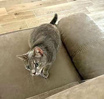 Photo of Suki