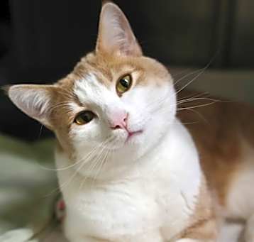Photo of Milton
