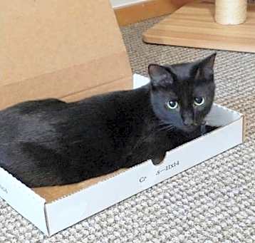 Photo of Sassafras (SASSY) - Young Black Beauty