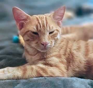 Photo of Oliver