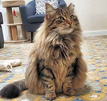Photo of Fluffy