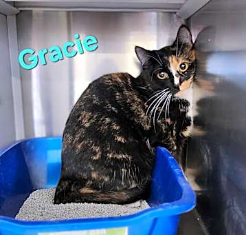 Photo of Gracie
