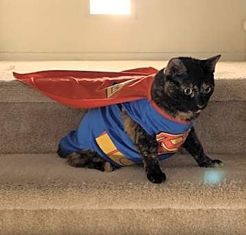 Photo of Kitty