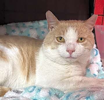 Photo of Kiwi