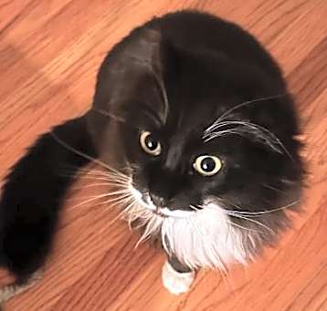 Photo of Joey