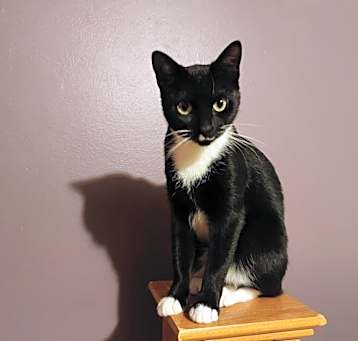 Photo of Gracie