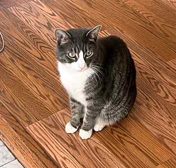 Photo of Milo