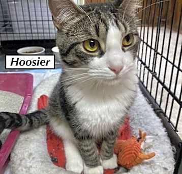 Photo of CAT - HOOSIER