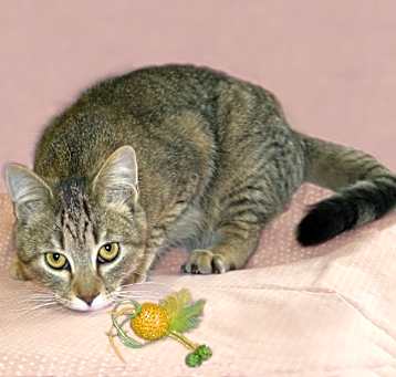 Photo of Flory