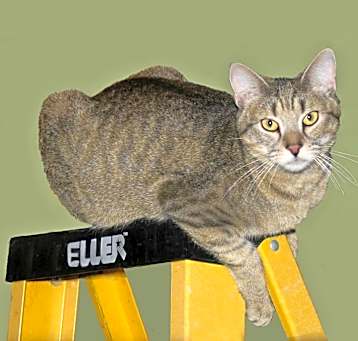 Photo of Dilly