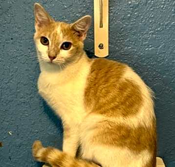 Photo of Leesi