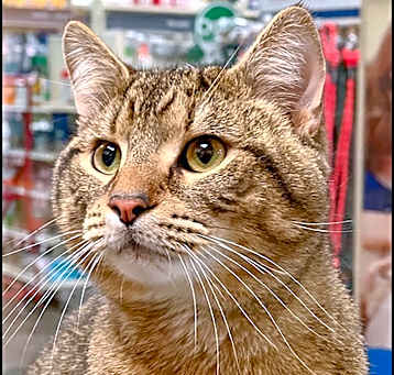 Photo of Dunkin