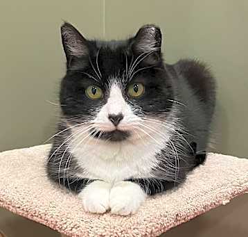 Photo of Bandit