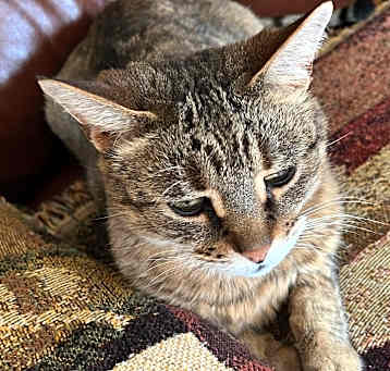 Photo of Luna