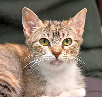 Photo of Latte