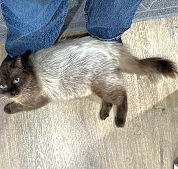 Photo of Loki