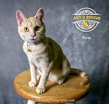 Photo of Rose