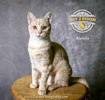 Photo of Blanche