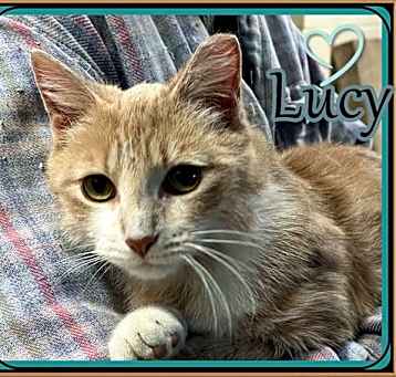 Photo of LUCY  ADOPTION PENDING