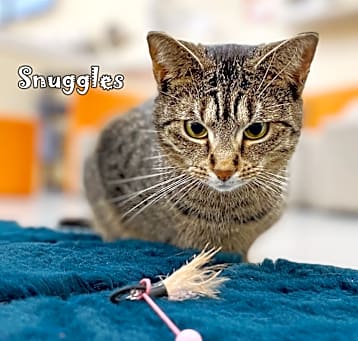 Photo of Snuggles - petite tabby girl @PAWZ pet cafe