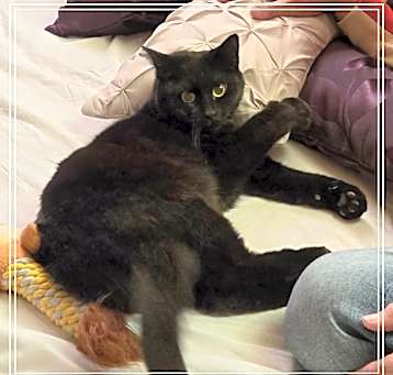 Photo of Kulo