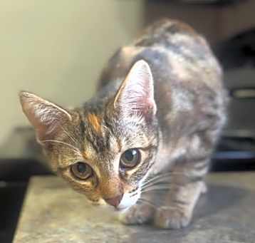Photo of Ember