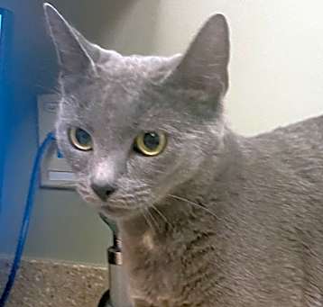 Photo of Lavender