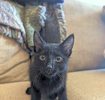 Photo of Gideon