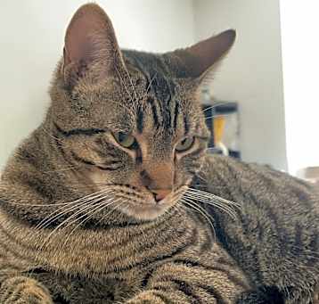 Photo of Simba