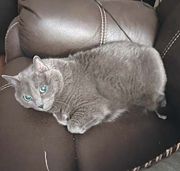 Photo of Kitty