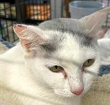Photo of Sweet Pea